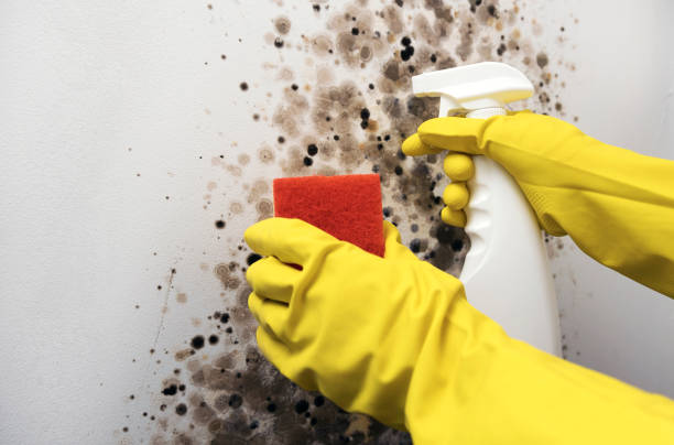 Office Mold Removal Services in Little Ferry, NJ